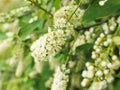 Bird cherry tree in blossom. Close-up of a flowering Prunus Avium branch with white little blossoms. View of a blooming sweet bird Royalty Free Stock Photo