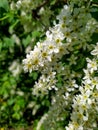 Bird Cherry Tree in Blossom. Close-up of a Flowering Prunus Avium Tree with White Little Blossoms.