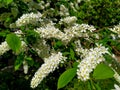 Bird Cherry Tree in Blossom. Close-up of a Flowering Prunus Avium Tree with White Little Blossoms. Royalty Free Stock Photo