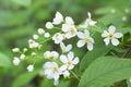 Bird Cherry Tree in Blossom. Close-up of a Flowering Prunus Avium Tree with White Little Blossoms. View of a blooming Sweet Bird- Royalty Free Stock Photo