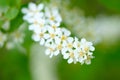Bird Cherry Tree in Blossom. Close-up of a Flowering Prunus Avium Tree with White Little Blossoms. View of a blooming Sweet Bird-C Royalty Free Stock Photo