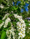 Bird Cherry Tree in Blossom. Close-up of a Flowering Prunus Avium Tree with White Little Blossoms.