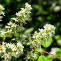 Flowers of bird cherry tree. Close-up of a flowering Prunus Avium tree with white small inflorescences.