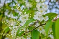 Bird cherry tree in blossom. Close-up of a Tree with white little Flowers Royalty Free Stock Photo