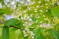 Bird cherry tree in blossom. Close-up of a Tree with white little Flowers Royalty Free Stock Photo