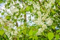 Bird cherry tree in blossom. Close-up of a Tree with white little Flowers Royalty Free Stock Photo