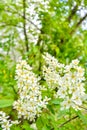 Bird cherry tree in blossom. Close-up of a Tree with white little Flowers Royalty Free Stock Photo