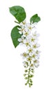 Bird cherry tree blossom isolated on white Royalty Free Stock Photo