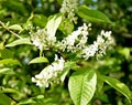 Bird Cherry Trees in Blossom, Like Summer Snow Royalty Free Stock Photo