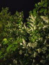 Bird-cherry tree blossom at night Royalty Free Stock Photo