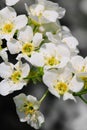 Bird cherry tree Royalty Free Stock Photo