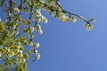 Bird Cherry Tree in Blossom. View of blooming Sweet Bird-Cherry Tree in Spring