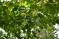 Bird cherry tree blossom Royalty Free Stock Photo