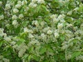 Bird-cherry tree blossom Royalty Free Stock Photo