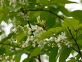 Bird-cherry tree blossom Royalty Free Stock Photo