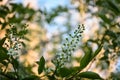 Bird Cherry Tree Blossoms Prunus Padus Royalty Free Stock Photo