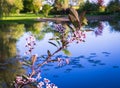 Bird cherry tree blossom close up Royalty Free Stock Photo