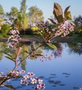 Bird cherry tree blossom close up Royalty Free Stock Photo