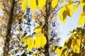 Bird cherry tree or Latin Prunus maackii also Padus maackii with yellow leaves is in sunny fall day in the park