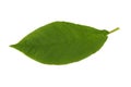 Bird cherry tree leaf isolated on white background Royalty Free Stock Photo