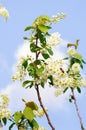 Bird cherry tree in spring Royalty Free Stock Photo