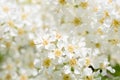 Bird cherry tree spring blossom close up Royalty Free Stock Photo