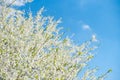 Bird Cherry Tree with White Little Blossoms. Blooming Sweet Bird-Cherry Tree in Spring. Springtime flowers on blue sky Royalty Free Stock Photo