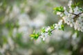 Bird Cherry Tree in White Little Blossoms. View of a blooming Sweet Bird-Cherry Tree in Spring Royalty Free Stock Photo