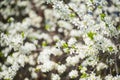 Bird Cherry Tree with White Little Blossoms. View of blooming Sweet Bird-Cherry Tree in Spring. Springtime flowers Royalty Free Stock Photo
