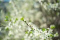 Bird Cherry Tree with White Little Blossoms. View of blooming Sweet Bird-Cherry Tree in Spring. Springtime flowers Royalty Free Stock Photo