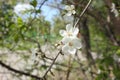 Bird cherry white flower on a branch in the daytime.