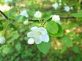 Bird cherry white flower on a branch in the daytime.