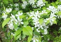 Bird cherry white flowers on a branch in the daytime.