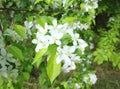 Bird cherry white flowers on a branch in the daytime.