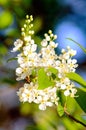 Bird cherry & x28;Prunus padus& x29; Royalty Free Stock Photo