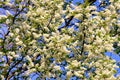 Bird cherry & x28;Prunus padus& x29;