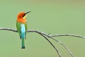 Bird (Chestnut-headed Bee-eaters) , Thailand Royalty Free Stock Photo