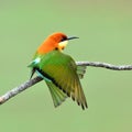 Bird (Chestnut-headed Bee-eaters) , Thailand Royalty Free Stock Photo