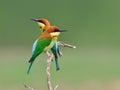 Bird (Chestnut-headed Bee-eaters) , Thailand Royalty Free Stock Photo