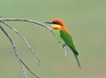 Bird (Chestnut-headed Bee-eaters) , Thailand Royalty Free Stock Photo