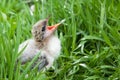Bird Chick in the Grass Royalty Free Stock Photo