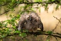 Bird chick long-eared owl. Asio otus in the wild Royalty Free Stock Photo