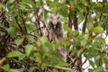 Bird chick long-eared owl. Asio otus in the wild Royalty Free Stock Photo