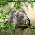 Bird chick long-eared owl. Asio otus in the wild Royalty Free Stock Photo