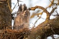 Bird chick long-eared owl. Asio otus in the wild Royalty Free Stock Photo