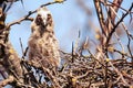 Bird chick long-eared owl. Asio otus in the wild Royalty Free Stock Photo