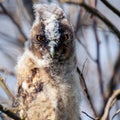 Bird chick long-eared owl. Asio otus in the wild Royalty Free Stock Photo
