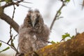Bird chick long-eared owl. Asio otus in the wild Royalty Free Stock Photo