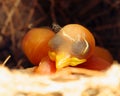 Bird chick Royalty Free Stock Photo