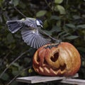 Bird. Chickadee perched on a pumpkin in the autumn Royalty Free Stock Photo